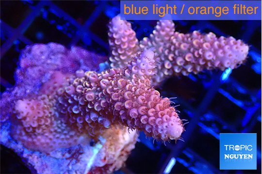 Acropora pink 4-5 cm WYSIWYG acclimaté