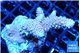 Acropora pink 4-5 cm WYSIWYG acclimaté