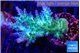 Acropora green & blue tip Fijii 5-7 cm WYSIWYG acclimaté