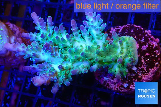 Acropora green & blue tip Fijii 5-7 cm WYSIWYG acclimaté