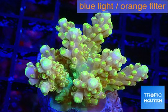 Acropora pikachu 4-5 cm WYSIWYG acclimaté