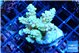 Acropora pikachu 4-5 cm WYSIWYG acclimaté