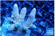 Acropora millepora purple blue 4-5 cm WYSIWYG acclimaté