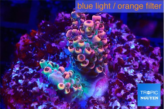 Acropora hyacinthus pink 2-4 cm WYSIWYG acclimaté