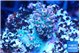 Acropora hyacinthus pink 2-4 cm WYSIWYG acclimaté