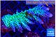 Acropora green & blue tip Fijii 5-7 cm WYSIWYG acclimaté