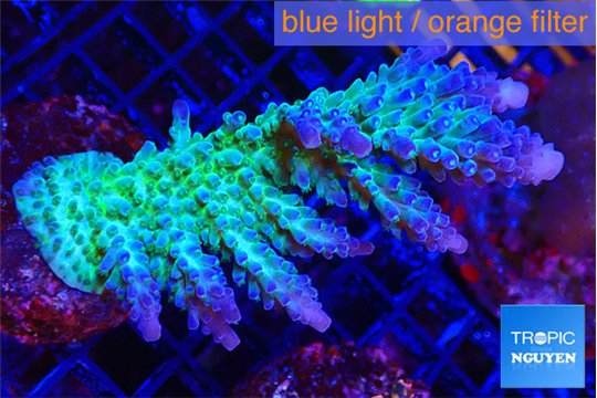 Acropora green & blue tip Fijii 5-7 cm WYSIWYG acclimaté