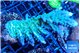 Acropora green & blue tip Fijii 5-7 cm WYSIWYG acclimaté