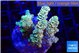 Acropora golden purple premium 4-5 cm WYSIWYG acclimaté