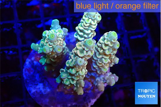 Acropora golden purple premium 4-5 cm WYSIWYG acclimaté