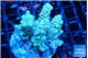 Acropora golden purple premium 4-5 cm WYSIWYG acclimaté