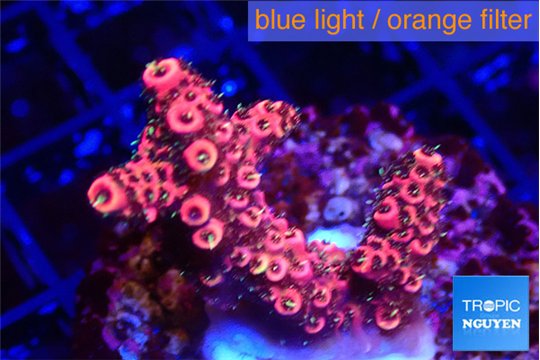 Acropora hyacinthus pink 2-4 cm WYSIWYG acclimaté