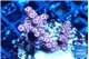 Acropora hyacinthus pink 2-4 cm WYSIWYG acclimaté