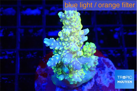Acropora pikachu 4-5 cm WYSIWYG acclimaté