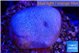 Sarcophyton full neon green polyps Australia 2-3 cm WYSIWYG acclimaté