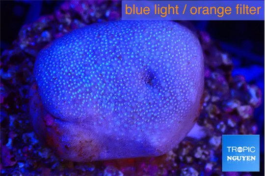 Sarcophyton full neon green polyps Australia 2-3 cm WYSIWYG acclimaté