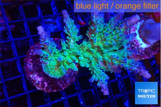 Acropora green & blue tip Fijii 5-7 cm WYSIWYG acclimaté