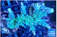 Acropora green & blue tip Fijii 5-7 cm WYSIWYG acclimaté