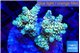 Acropora golden purple premium 4-5 cm WYSIWYG acclimaté