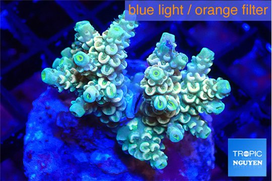 Acropora golden purple premium 4-5 cm WYSIWYG acclimaté