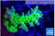 Acropora green & blue tip Fijii 4-6 cm WYSIWYG acclimaté