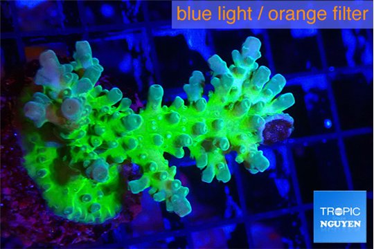 Acropora green & blue tip Fijii 4-6 cm WYSIWYG acclimaté