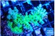 Acropora green & blue tip Fijii 4-6 cm WYSIWYG acclimaté