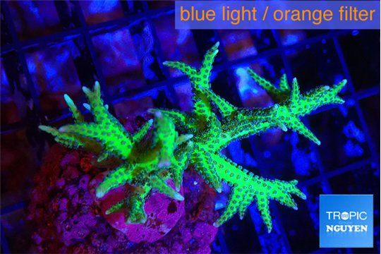 Seriotopra hystrix gold 3-5 cm WYSIWYG acclimaté