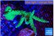 Acropora green purple 6-9 cm WYSIWYG acclimaté