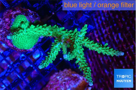 Acropora green purple 6-9 cm WYSIWYG acclimaté