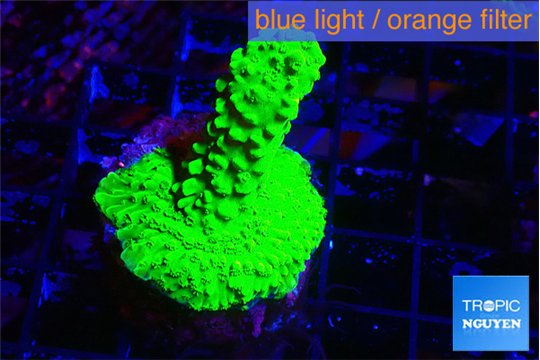 Acropora neon green 3-4 cm WYSIWYG acclimaté
