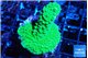 Acropora neon green 3-4 cm WYSIWYG acclimaté