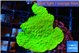 Montipora green cap 2-3 cm WYSIWYG acclimaté