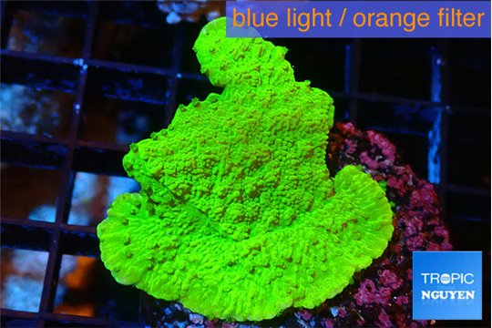 Montipora green cap 2-3 cm WYSIWYG acclimaté