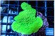 Montipora green cap 2-3 cm WYSIWYG acclimaté