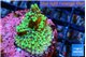 Montipora green purple polyps 2-4 cm WYSIWYG acclimaté