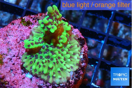 Montipora green purple polyps 2-4 cm WYSIWYG acclimaté