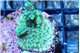 Montipora green purple polyps 2-4 cm WYSIWYG acclimaté