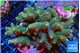 Acropora mango 7-12 cm WYSIWYG acclimaté