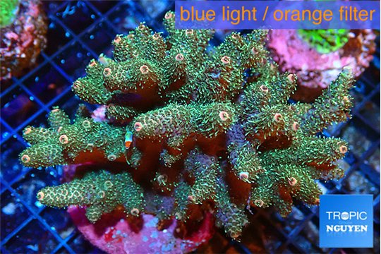 Acropora mango 7-12 cm WYSIWYG acclimaté