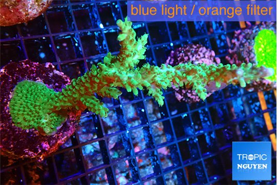 Acropora green purple 6-9 cm WYSIWYG acclimaté