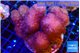 Pocillopora verrucosa pink 7-10 cm WYSIWYG acclimaté