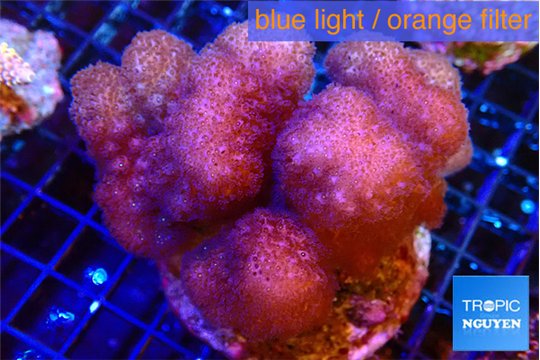 Pocillopora verrucosa pink 7-10 cm WYSIWYG acclimaté