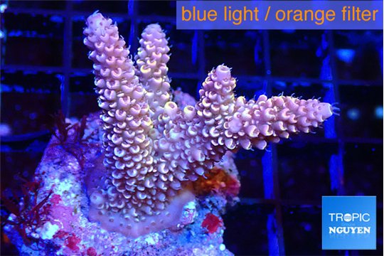 Acropora pink 4-5 cm WYSIWYG acclimaté