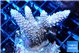 Acropora pink 4-5 cm WYSIWYG acclimaté