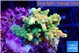 Acropora sunset 3-4 cm WYSIWYG acclimaté