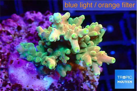 Acropora sunset 3-4 cm WYSIWYG acclimaté