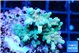 Acropora sunset 3-4 cm WYSIWYG acclimaté