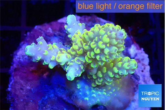 Acropora pikachu 4-5 cm WYSIWYG acclimaté