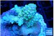 Acropora pikachu 4-5 cm WYSIWYG acclimaté